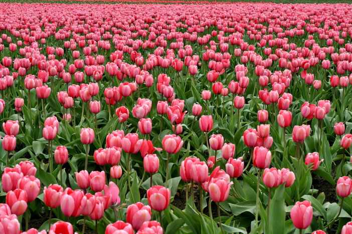 tulips-flowers-fish-eye-red-66896.jpeg